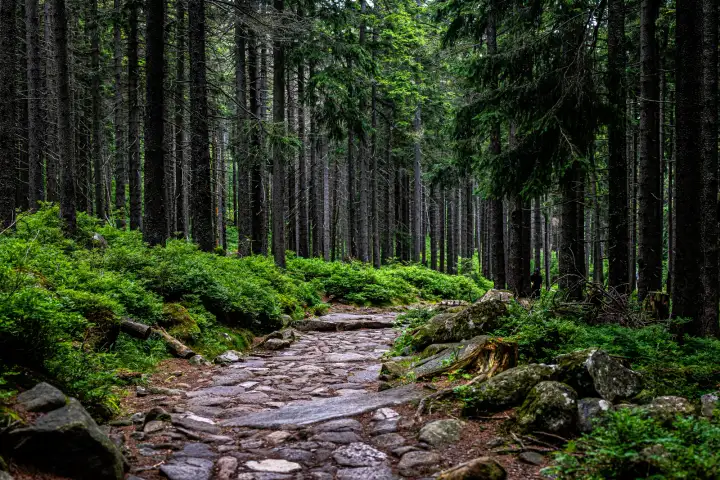 Leśna ścieżka w Karkonoszach